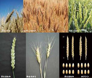 小麦種類.jpg